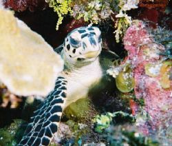 Sea&Sea MMII, Young Island by Larry Teasley 